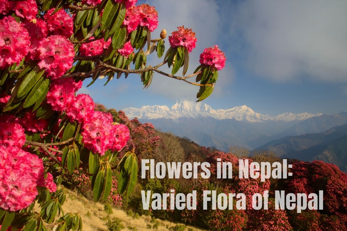 Flowers in Nepal: Varied Flora of Nepal